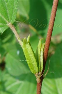  Stipules and Fruits
